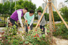 동대문구, 교보생명 메타세쿼이아길 조성