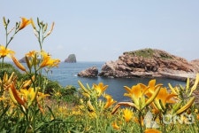 신안군, 비를 기다리는 섬 홍도 원추리축제 개최