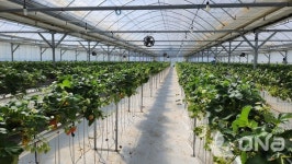 신안군, 임대농장 경영 실습  청년 농업인 모집