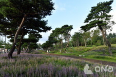 수원시 이목동 노송숲 산림청 주관 아름다운 도시숲 50선 선정