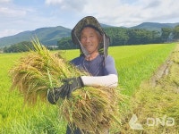 보성군, 올해 첫 웅치 올벼쌀 수확...웰빙식품 소비자 각광!