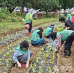 남양주시 화도읍 새마을부녀회, 사랑의 김장 배추·무 심기..어려운 이웃에 전달될 예정