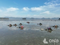 보성군, 벌교꼬막의 계절 ... 엄지손톱 깎지마라!
