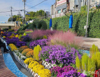 관악구, 가을 국화꽃 정원으로  별빛내린천을 화려하게 물들이다!