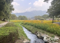 남양주시, 진접 부평생태습지원에 황화코스모스 만개..자연경관 선보여