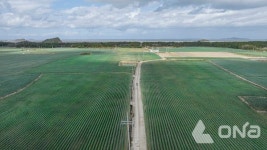 신안군, 스마트한 대파 농사로 농업의 미래를 열다!