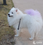 금천구, 취약계층 반려동물 의료비 지원... 최대 40만 원