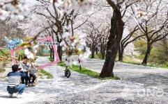 벚꽃으로 물든 보성군. 봄바람 따라 상춘객 유혹!