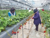 남양주시, 경증 치매환자 치유농업 활용 복지화 지원사업 추진..다양한 복지적 효과