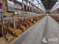 안성시 축산농가 상반기 사료구매 정책자금 160억여원 배정