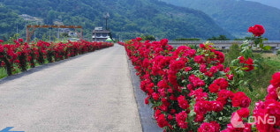 밀양시 상동면 장미축제, 관광객 맞이 준비 한창