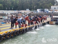 무안군, 홀통·월두항에 대하 종자250만 마리 방류