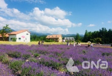 노랑풍선 옐로팡딜, 국내여행 특가 기획전 진행