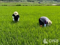 보성군, 벼 병해충 피해 최소화 기본 방제 추진