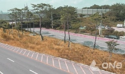 위례성대로에 송파 상징소나무 숲 조성