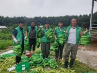 포천시 영중면 새마을지도자협의회, 코로나19 극복 농촌 일손돕기 앞장 서