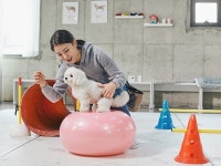 댕댕이 스파·유치원·펫파크까지…유통가, 반려동물 콘텐츠 강화