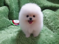 강아지분양 펫왕국, 애견분양 희망 견주 위한 훈련사 서비스 진행