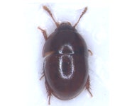 국립생물자원관, 눈과 날개가 없는 신종 딱정벌레류 2종 발견