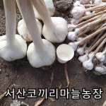 서산코끼리마늘 농장, 예약구매 이벤트 실시
