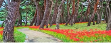 부안 하서면 석불산 꽃무릇 활짝  관광객 인기