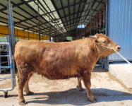 경북축산기술연구소, 슈퍼한우(1.1톤) 생산 쾌거