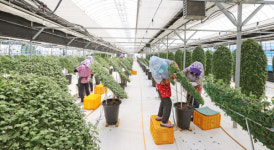 임실N치즈축제 백미…천만 국화 생산 구슬땀 열정