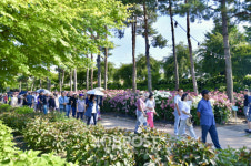 공주시,제3회공주 유구색동수국정원 꽃 축제 성료…8만 6천명 다녀가