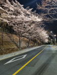 서초구, 여의천·도구머리공원에 야간 벚꽃조명 점등…봄밤 산책 명소로 재조명
