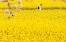 창녕유채꽃축제 18일 개막…110만㎡ 황금물결 상춘객 맞이