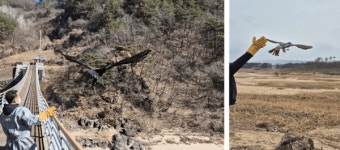 경북도, 구조 야생동물 자연으로 돌려보내...