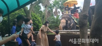 [기자의 눈] 제주도 점보 빌리지 코끼리들은 행복할까?