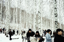 [천호선의 포토 에세이 108] 원대리 자작나무숲