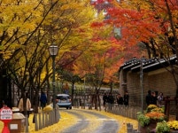 [이형로의 고사성어로 보는 세상](57) 정동길의 계절언어(季節言語)