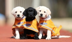 [아름다운 배려] 삼성화재, 시각장애인 안내견 지원