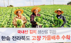 고창군, 배추 한솥도시락과 계약재배 눈길