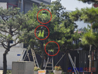 장수군, 가로수 정비 작업 안전불감증 심각