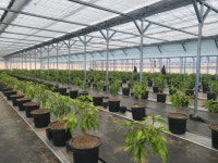 무안군, 기후변화 대응 아열대작물 9개 사업체 재배