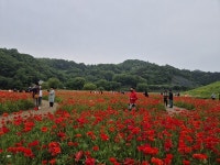 꽃길 따라 미소짓는 봄날 ···함안 악양둑방, 꽃양귀비 절정 속 여행객 유혹