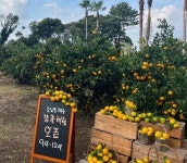 소노캄 제주 감귤 체험 농장 로컬 체험 패키지 공개