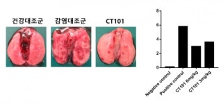 국동 CT101 동물모델 코로나19 치료 효과 확인-폐손상 50% 억제