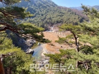 [현장스케치] 봄 힐링하러 떠나기 좋은 울진 금강송에코리움