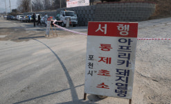 포천 돼지농장서 또 아프리카돼지열병 나왔다