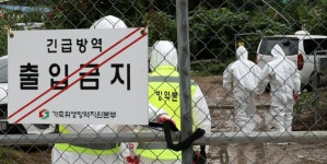 마니커에프앤지 주가 신바람...안동시, 의성군, 경주 등 ASF 득별점검