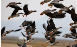 서산 천수만, 맞춤형 철새 탐조투어 개최… 5개 코스 자유 선택