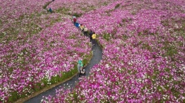 화순고인돌 축제, 대한민국 축제콘텐츠대상 수상