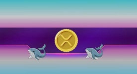 XRP 고래, 미래 랠리 대비... 대량 매집 통해 포지션 구축