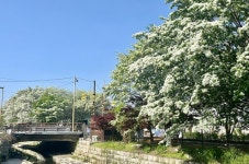 전주 이팝나무 축제, 시내버스로 편리하게!