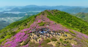 보성 붉은 물결에 5만 명 인산인해… 역대급 철쭉 축제 대성황