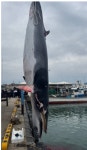 길이 7.67m 암컷 밍크고래, 포항 앞바다서 발견…고래연구센터 조사 착수